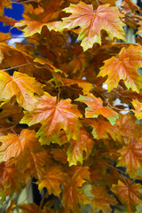 Yellow-orange leaves of a maple