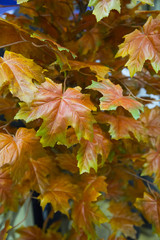 Yellow-orange leaves of a maple