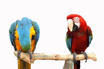 Two parrots on a branch