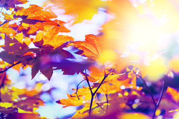Obraz na płótnie Canvas Autumn leaves