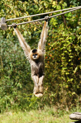 Gibbon accroch&eacute; &agrave; une liane