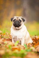 Obraz premium Beige pug dog sitting on the leaves in autumn