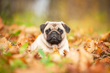 Beige pug dog lying on the leaves in autumn - obrazy, fototapety, plakaty