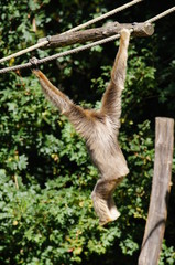 Naklejka premium Gibbon accroché à une liane