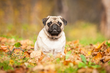 Beige pug dog sitting on the leaves in autumn