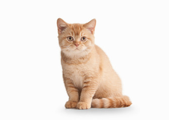 Obraz premium Cat. Small red british kitten on white background
