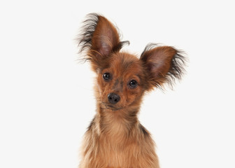 Dog. Russian toy terrier puppy on white background
