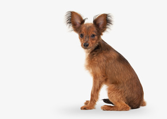 Dog. Russian toy terrier puppy on white background