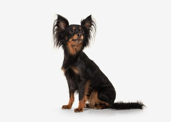 Dog. Russian toy terrier puppy on white background