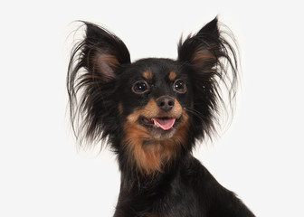 Dog. Russian toy terrier puppy on white background