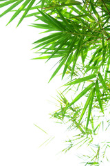 Green bamboo leaves on white background