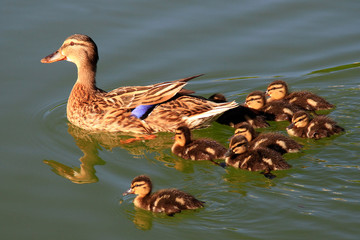 Duck and ducklings on pond