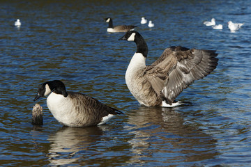Canada Goose, Branta canadensis