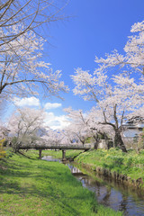 Fototapeta na wymiar 忍野の桜