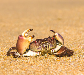 By the Sea On the Shore