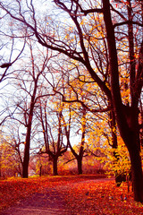 Fototapeta premium Park View Trees of Yellow