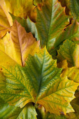 autumn background with maple leaves