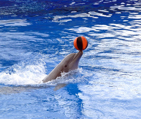 Spielender Delfin © Michelle List 