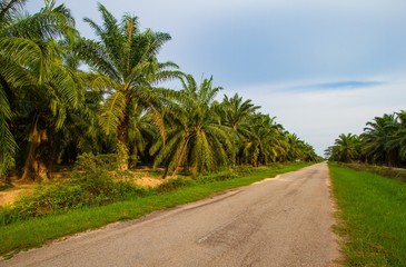 Obraz na płótnie Canvas Palm oil plantation