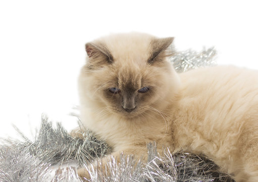 Cat With Silver Garland Isolated On White Background