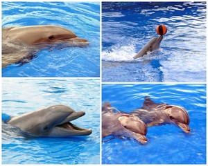 Obraz premium Delfin-Collage