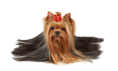 Yorkshire Terrier with beautiful long hair