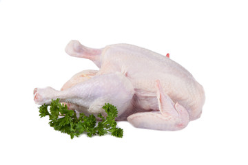 Crude Hen on a white background