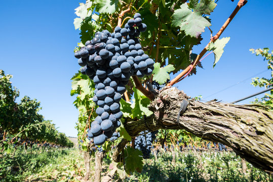 Grapes in a vineyard, La Rioja (Spain)