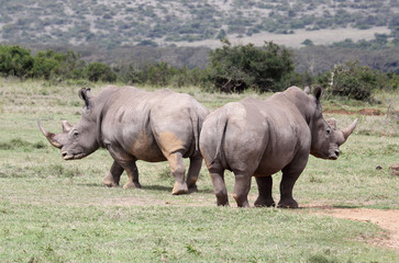 Obraz premium Nashorngruppe