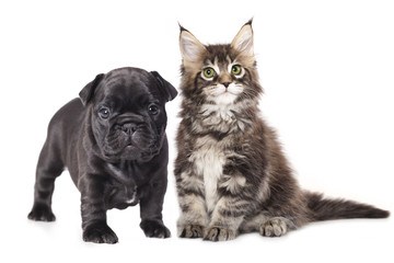 French Bulldog puppy and kitten