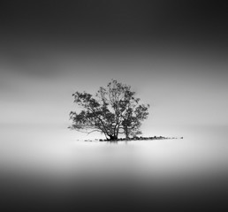 Lonely Tree