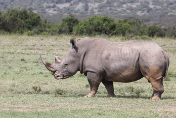 Fototapeta premium weißes Nashorn