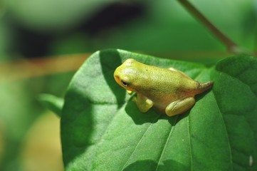 幼い蛙