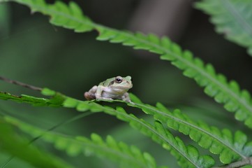アマガエル