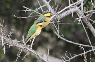 Bee eater