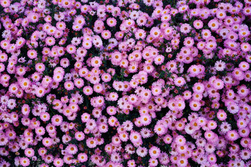 Small garden Astra flowers.