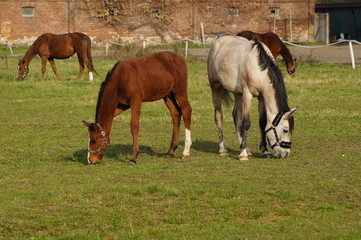 Horses on a farm in a summer meadow - october