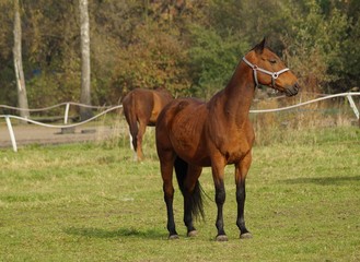Horse on a farm in the autumn meadow
