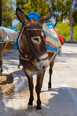 Greek traditional donkey in Santorini