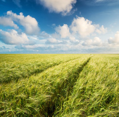 Road on field. Agricultural landscape