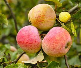 trio of apples on the bunch