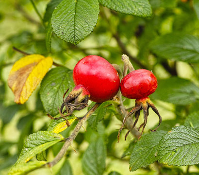 hips of dogrose at gurden
