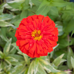 Beautiful Zinnia flower against motley, summer background