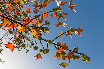 Liquidambar branch in autumn