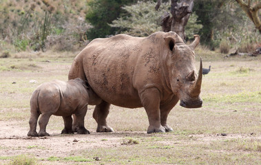 Naklejka premium Nashornmutter mit Kind