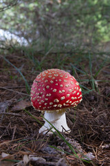 Seta Amanita Muscaria