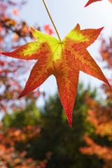 Autumnal leaf in red and yellow