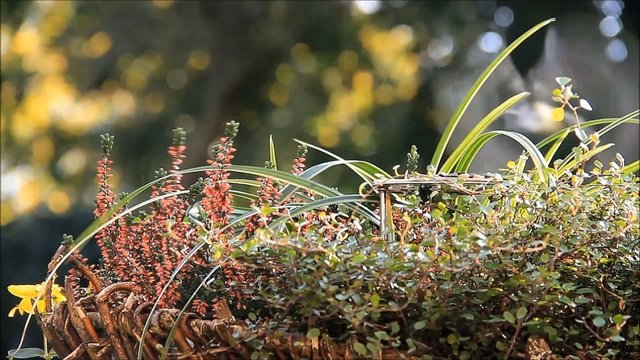 Meise pickt Vogelfutter in einem Blumenkorb 