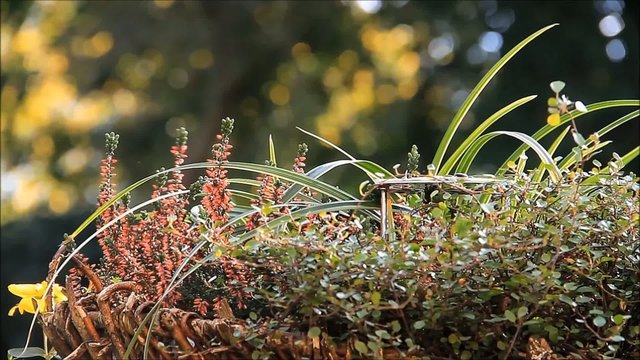 Meise pickt Vogelfutter in einem Blumenkorb 