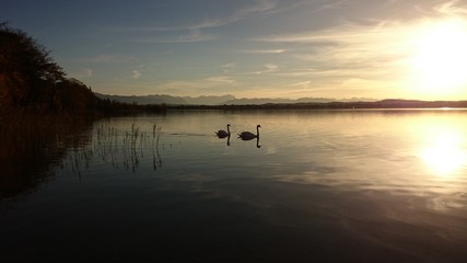Fototapeta na wymiar Schwäne auf dem Starnberger See in der Abendsonne